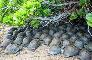 Reptile Prints: Group of Aldabra giant tortoises (Aldabrachelys gigantea)