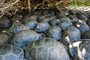 Reptile Prints: Group of Aldabra giant tortoises (Aldabrachelys gigantea)