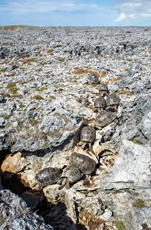 Reptile Prints: Group of Aldabra giant tortoises (Aldabrachelys gigantea) making their way to a limestone cave