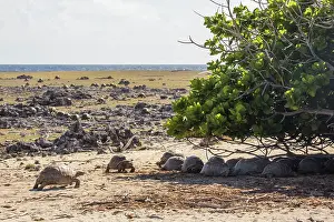 Testudo Gigantea Prints: Group of Aldabra giant tortoises (Aldabrachelys gigantea) making their way to the shade of a tree