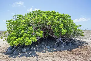 Reptile Prints: Group of Aldabra giant tortoises (Aldabrachelys gigantea) sheltering from the sun