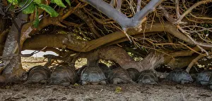 Testudo Gigantea Prints: Group of Aldabra giant tortoises (Aldabrachelys gigantea) sheltering from the sun under a tree
