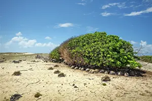 Reptile Prints: Group of Aldabra giant tortoises (Aldabrachelys gigantea) sheltering from the sun under a tree