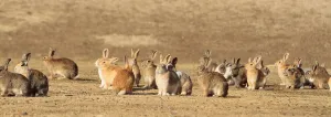 Bunny Island Prints: Group of alert adult rabbits, Okunoshima Rabbit island, Takehara, Hiroshima