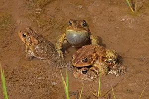 Anura Prints: Group of American toads (Anaxyrus americanus) three males with a single female
