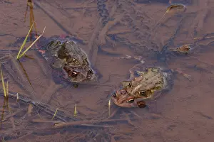Anura Prints: Group of American toads (Anaxyrus americanus) mating in shallow water