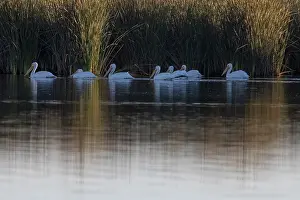 Reedbed Prints: Group of American white pelicans (Pelecanus erythrorhynchos) on water close to reedbeds at dawn