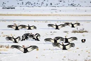 Chile Prints: Group of Andean condors (Vultur gryphus) basking on snow-covered ground after feeding on a nearby Guanaco carcass
