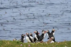 Cliff Top Prints: Group of Atlantic puffins (Fratercula arctica) standing on grassy cliff top