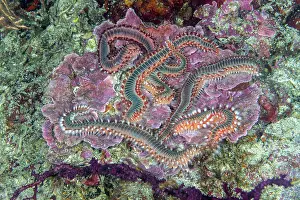 Croatia Prints: Group of Bearded fireworms (Hermodice carunculata), Vis Island, Croatia, Adriatic Sea