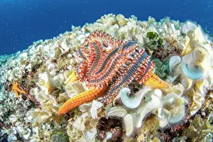 Croatia Prints: Group of Bearded fireworms (Hermodice carunculata) feeding on a Red seastar