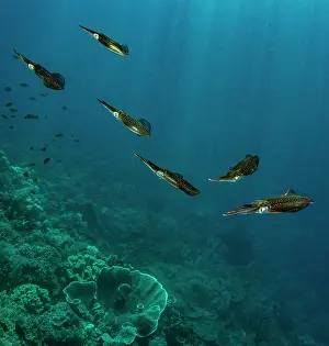 Iridescence Prints: Group of Bigfin reef squid (Sepioteuthis lessoniana) swimming over a coral reef