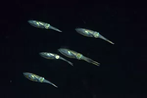 Images Dated 16th April 2021: Group of Bigfin reef squids (Sepioteuthis lessoniana) swimming at night, Indonesia