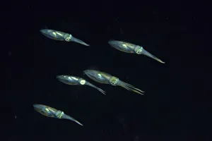 Images Dated 16th April 2021: Group of Bigfin reef squids (Sepioteuthis lessoniana) swimming at night, Indonesia