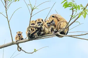 Atelidae Prints: Group of Black-and-gold howler monkeys (Alouatta caraya) females with infants