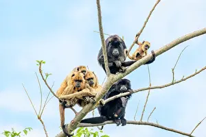 Atelidae Prints: Group of Black-and-gold howler monkeys (Alouatta caraya) juvenile males and females with an infant