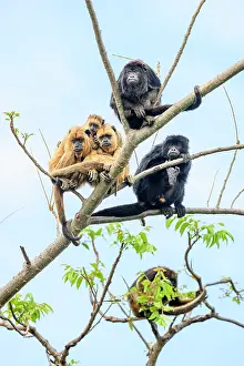 Atelidae Prints: Group of Black-and-gold howler monkeys (Alouatta caraya) juvenile males and females with an infant