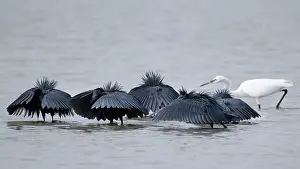 Gambia Prints: Group of Black egrets (Egretta ardesiaca) fishing together, Pirang, The Gambia