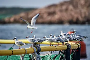 Croatia Prints: Group of Black-headed gulls (Larus ridibundus)