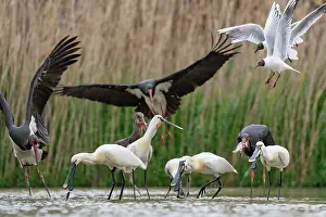 Ciconiidae Prints: Group of Black storks (Ciconia nigra) and Eurasian spoonbills (Platalea leucorodia)