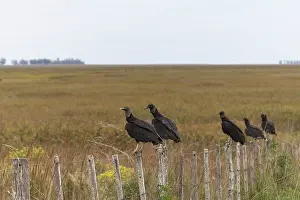 In Line Prints: Group of Black vultures (Coragyps atratus)