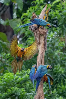 True Parrot Prints: Group of Blue-and-yellow macaws (Ara ararauna) perched on a dead tree trunk