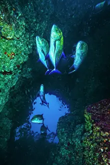 Low Angle View Prints: Group of Bluefin trevallies (Caranx melampygus) swimming in underwater cavern