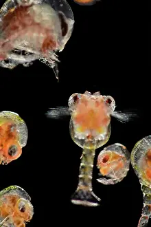 Deep Sea Prints: Group of Brachyuran crabs, zoea larvae stage