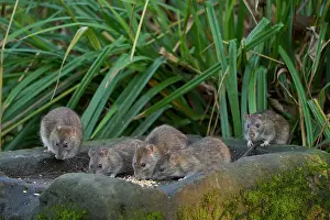 Muridae Prints: Group of Brown rats (Rattus norvegicus) feeding on bird seed