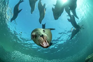 Eared Seal Prints: Group of California sea lions (Zalophus californianus) playing near the sea surface