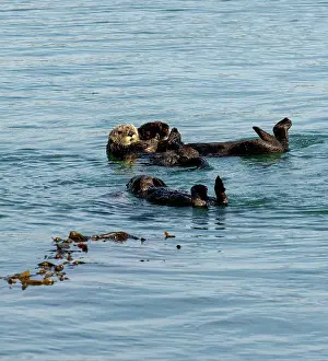 California Prints: Group of California sea otters (Enhydra lutris) floating on their backs