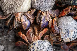 Elevated View Prints: Group of Caribbean hermit crabs (Coenobita clypeatus) portrait, Curacao, Dutch Caribbean