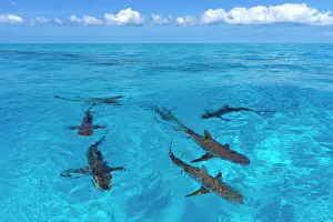 Elevated View Prints: Group of Caribbean reef sharks (Carcharhinus perezi) swimming at the surface