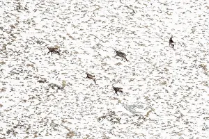 Running Prints: Group of Chamois (Rupicapra rupicapra) running up snow-covered mountainside
