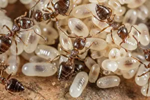 Larva Prints: Group of Cherry acrobat ants (Crematogaster cerasi) with larvae
