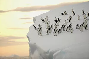 Penguins Collection: A group of chinstrap penguins (Pygoscelis antarctica) on the edge of an iceberg off