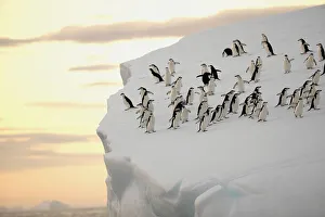 Concepts Prints: A group of chinstrap penguins (Pygoscelis antarctica) on the edge of an iceberg off