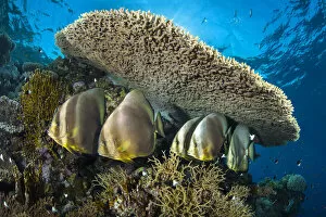 Group of Circular spadefish (Platax orbicularis) gather at a cleaning station beneath a