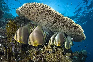 Sea Life Prints: Group of Circular spadefish (Platax orbicularis) gather at a cleaning station beneath a
