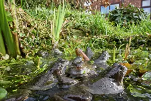 Rana Muta Prints: Group of Common frogs (Rana temporaria) spawning in an urban garden pond