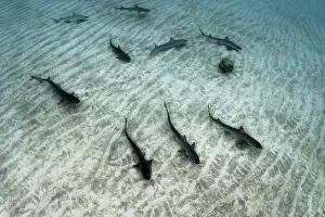 Houndshark Prints: Group of Common smooth-hound (Mustelus mustelus) females