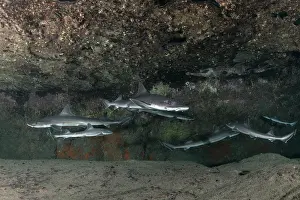 Houndshark Prints: Group of Common smooth-hound (Mustelus mustelus) females