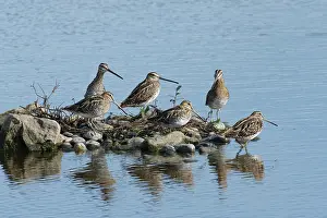 Sandpiper Prints: Group of Common snipes (Gallinago gallinago) resting on a small island in a shallow freshwater lake