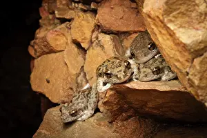 Hylidae Prints: Group of Copland's rock frogs (Litoria coplandi) resting in a deep sandstone gorge at night