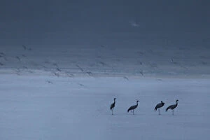 Group of Demoiselle cranes (Anthropoides virgo) resting at the edge of a a salt lake