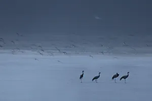 Four Prints: Group of Demoiselle cranes (Anthropoides virgo) resting at the edge of a a salt lake