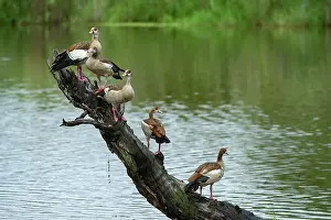 Alopochen Prints: Group of Egyptian geese (Alopochen aegyptiacus) perched on dead tree in river