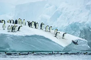 Sphenisciformes Prints: Group of Emperor penguins (Aptenodytes forsteri) leaping from iceberg into the sea