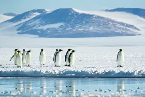 Sphenisciformes Prints: Group of Emperor penguins (Aptenodytes forsteri) standing on ice at water's edge with mountains in background