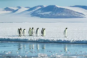 Sphenisciformes Prints: Group of Emperor penguins (Aptenodytes forsteri) standing on ice at water's edge with mountains in background